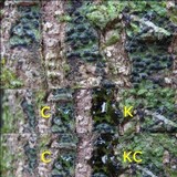 Pyrenula macrospora image