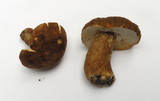 Gyroporus castaneus image