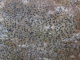 Pyrenula chlorospila image