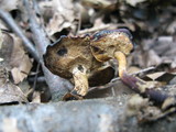 Polyporus leptocephalus image