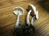 Leucocoprinus cepistipes image