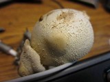 Leucocoprinus cepistipes image