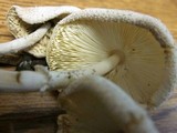 Leucocoprinus cepistipes image