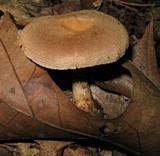 Cortinarius distans image