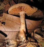 Cortinarius distans image