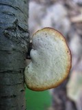 Polyporus leptocephalus image