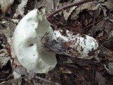 Boletopsis grisea image