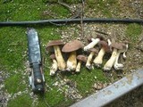 Tylopilus rubrobrunneus image