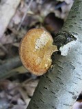 Polyporus leptocephalus image