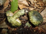 Lactarius atroviridis image
