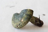 Lactarius atroviridis image