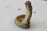 Lactarius atroviridis image