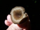 Arrhenia epichysium image