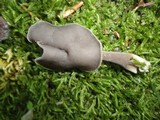 Helvella atra image