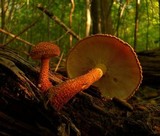 Leucopholiota decorosa image