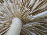 Megacollybia rodmani image