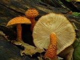 Leucopholiota decorosa image