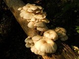 Pleurotus pulmonarius image
