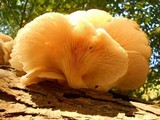 Pleurotus pulmonarius image