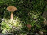 Lactarius volemus image
