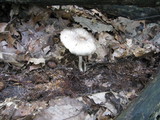 Megacollybia rodmani image