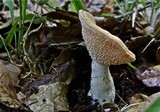 Hydnum zongolicense image