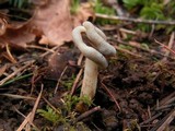 Helvella compressa image