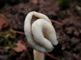Helvella compressa image