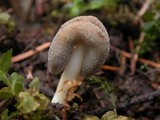 Helvella compressa image