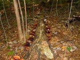 Royoporus badius image