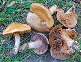 Cortinarius lucorum image