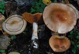 Cortinarius lucorum image