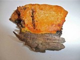 Auriporia aurulenta image