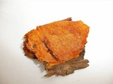 Auriporia aurulenta image