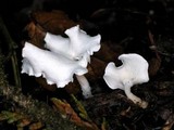 Stereopsis humphreyi image