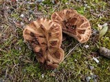 Sarcodon imbricatus image