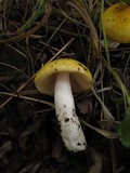 Russula claroflava image