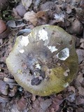 Tricholoma sejunctum image