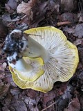 Tricholoma sejunctum image