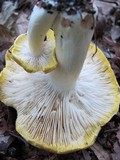 Tricholoma sejunctum image