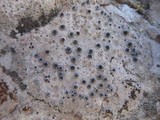 Acrocordia conoidea image