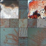 Acrocordia conoidea image