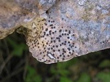 Acrocordia conoidea image