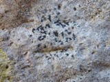 Arthonia calcarea image