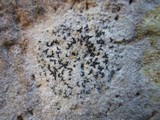 Arthonia calcarea image