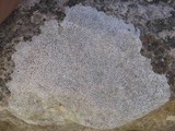 Clauzadea immersa image