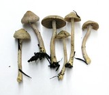 Inocybe lilacina image