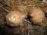 Geastrum triplex image