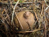 Geastrum triplex image