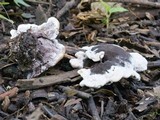 Phellodon melaleucus image